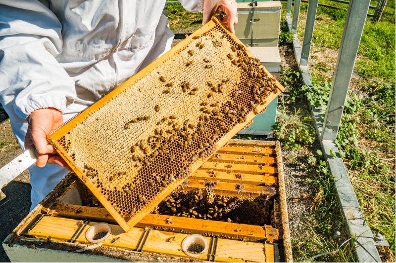 A person holds up a bee tray with bees buzzing around it