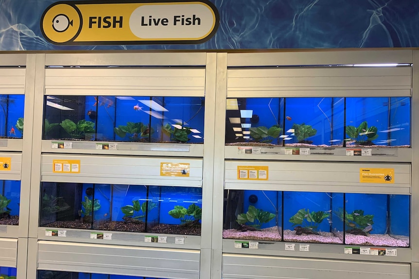 Fish in tanks at Petbarn