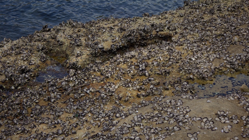 Oysters on a rock in Parsley Bay