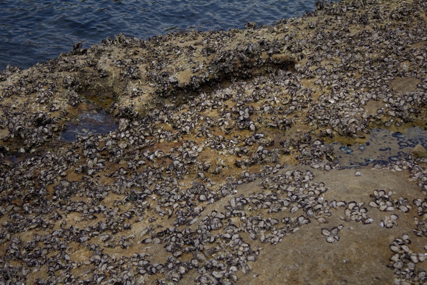 Oysters on a rock in Parsley Bay