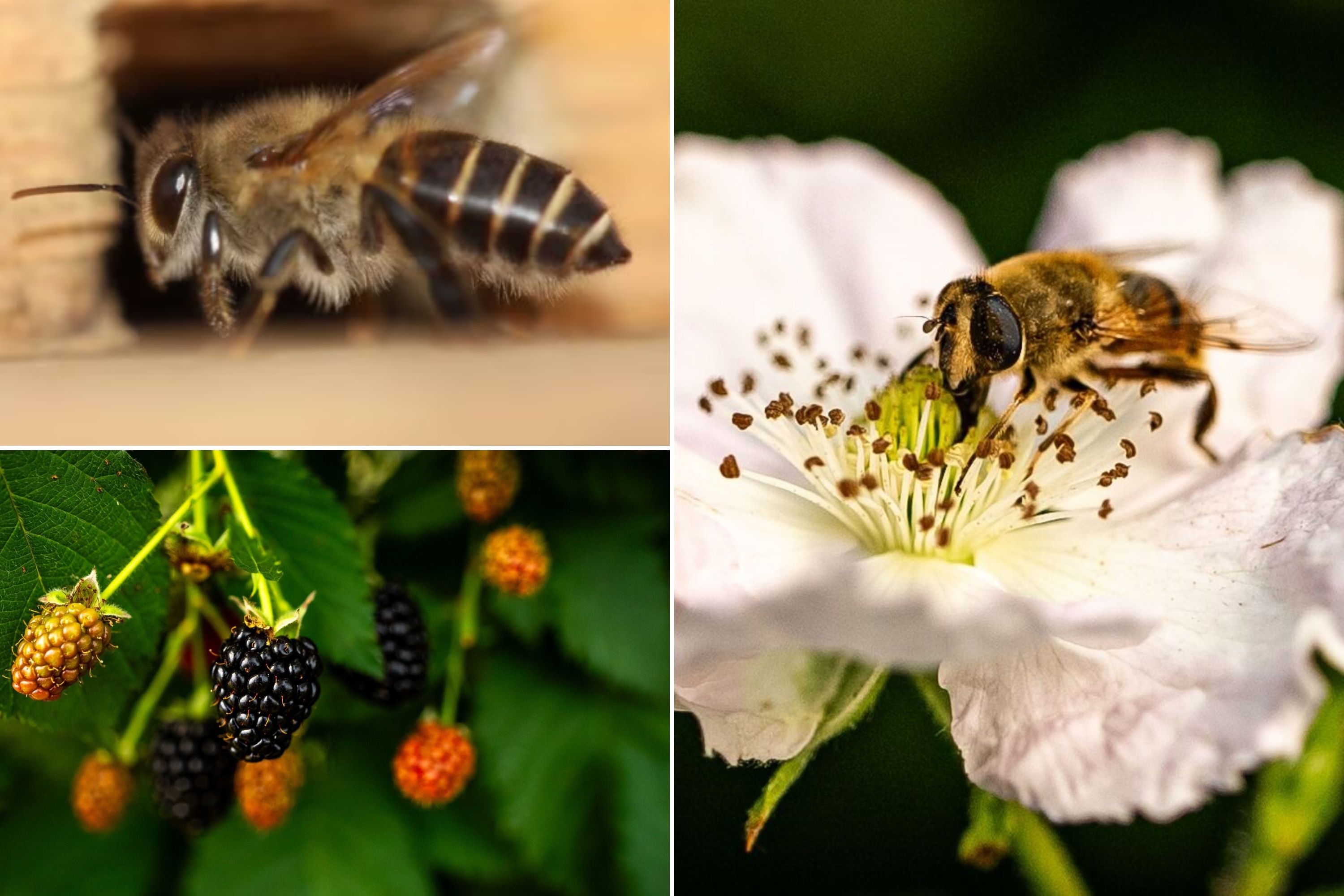 A collage of three photos showing a fly, bee and berries