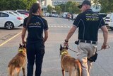 Two security officers walk with guard dogs 
