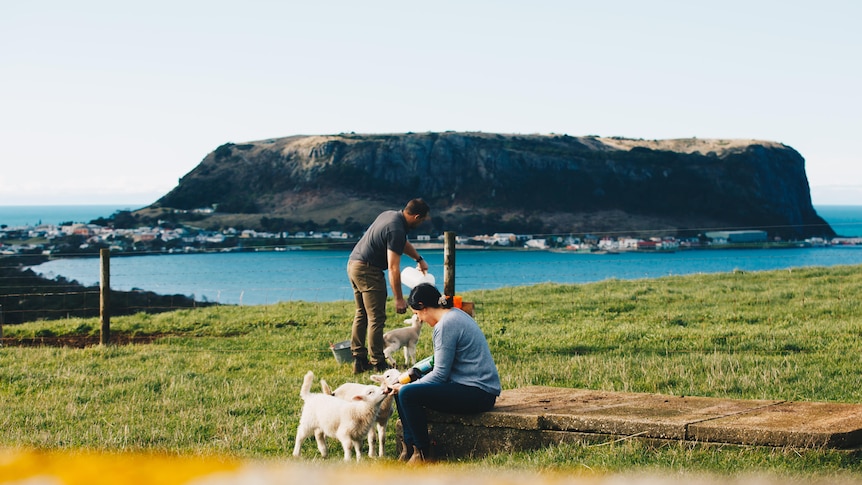 A couple feeding lambs on picturesque farm overlooking the ocean and a large volcanic formation.