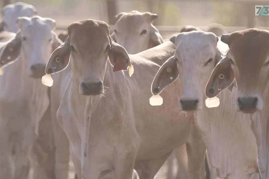 Fears grow in livestock industry as foot and mouth disease looms