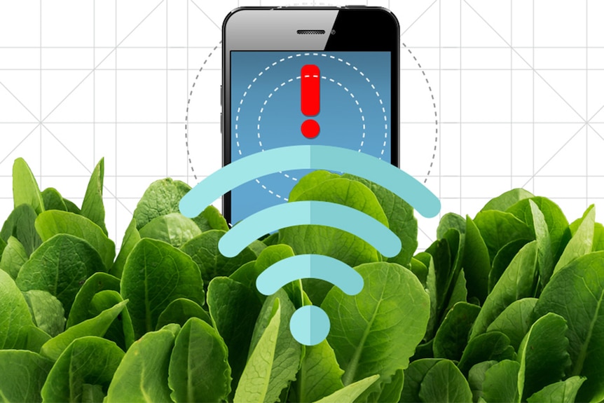 Spinach used to transmit information