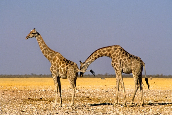 Two giraffes on the savannah