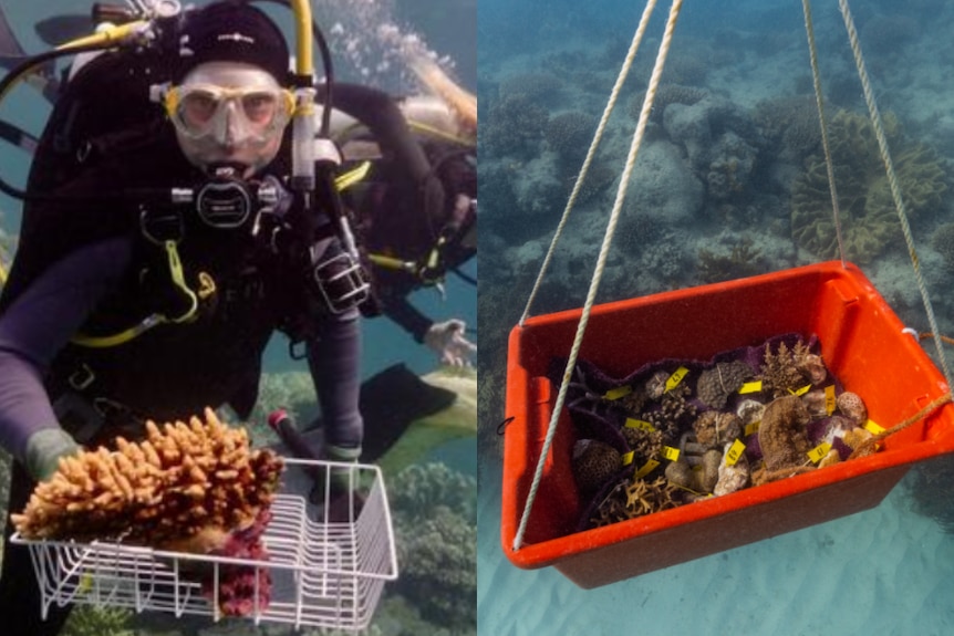 A composite image of a scuba diver underewater holding a white tray of coral next to image of coral in a red bucket underwater