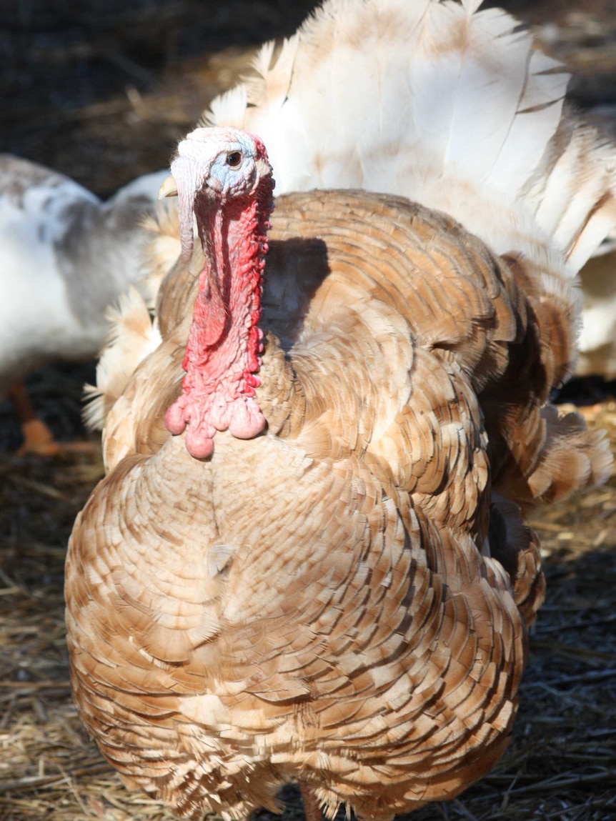 A turkey in a farm yard.