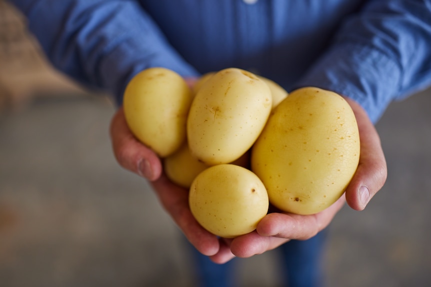 Potatoes being held in a farmer's hands