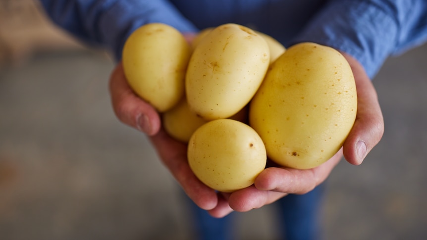 Potatoes being held in a farmer's hands