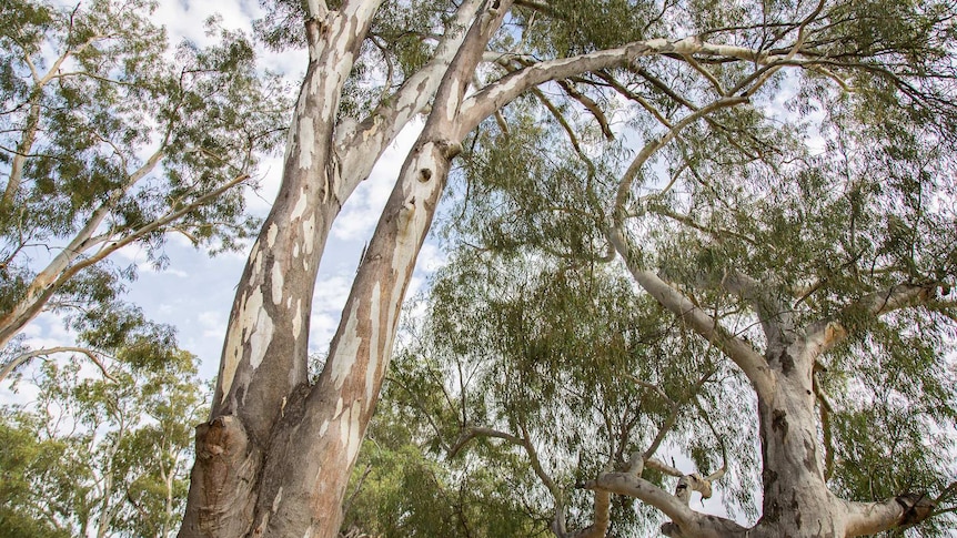 A couple of river red gums