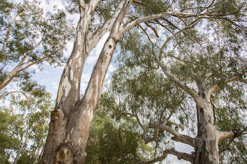 A couple of river red gums