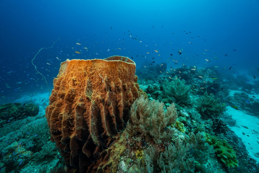 A big orange barrel shaped sponge underwater surrounded by tiny reef fish on a sandy bottom