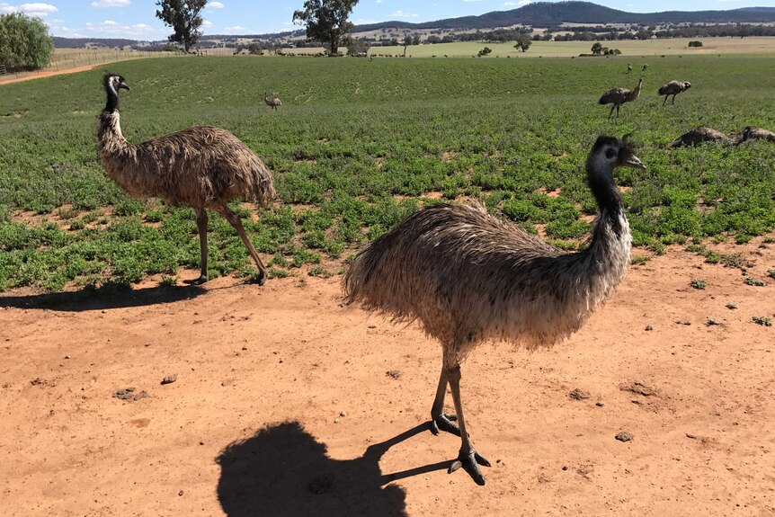 Emus grazing lucerne in a paddock. 