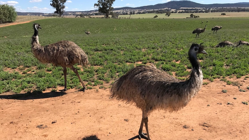 Marrocka Emu Farm, The Rock