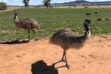Marrocka Emu Farm, The Rock