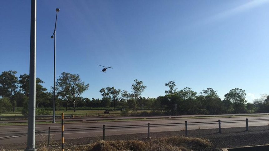 Chopper pilots helped muster 17 cattle that escaped from a truck in Darwin