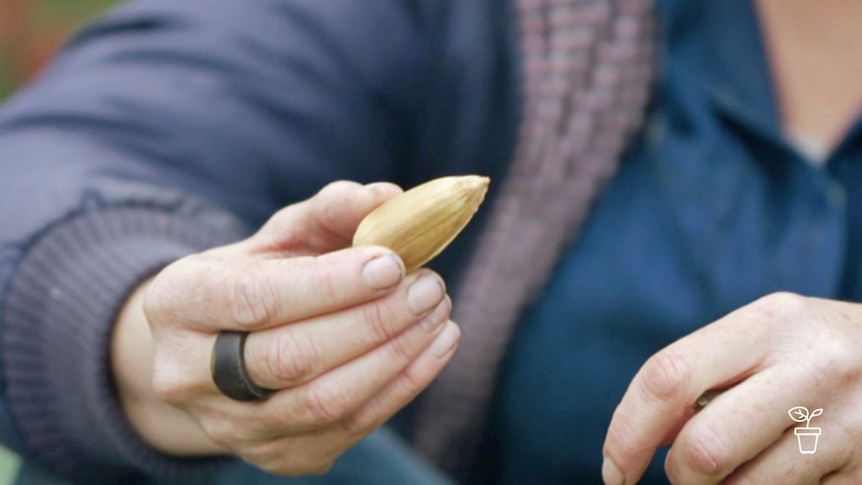 Close up of a hand holding large nut