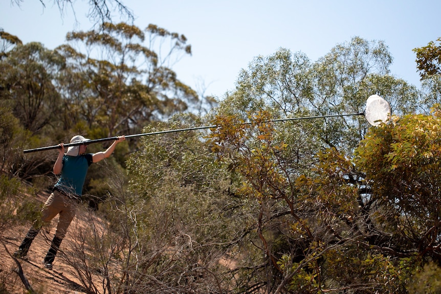 A man holds a long net standing in the Australian bush
