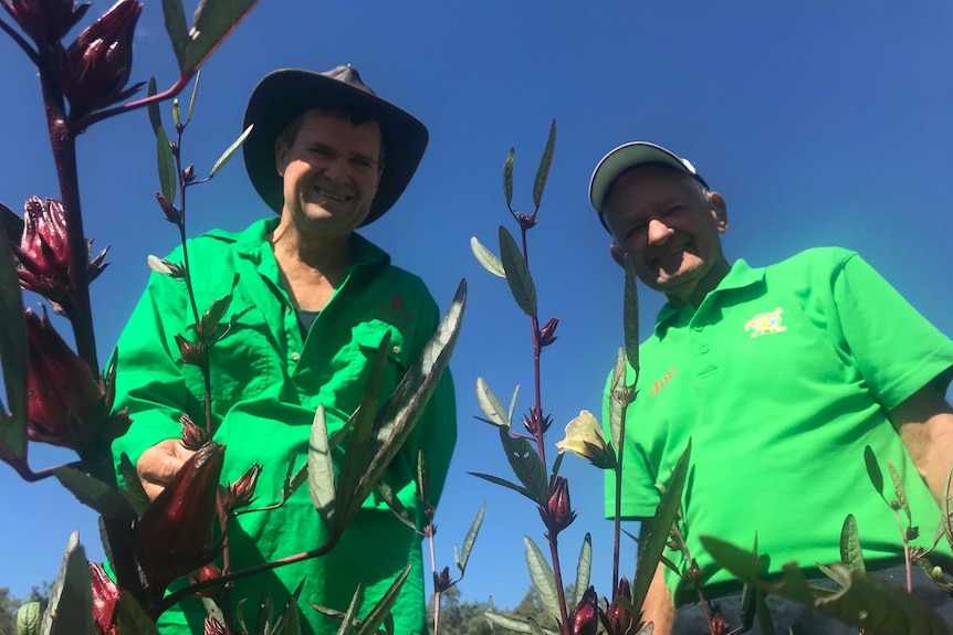 Two people (farmers) standing in a field of rosella plants.