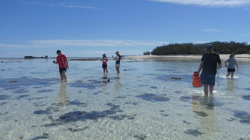 Teachers, citizen science program create Great Barrier Reef virtual  excursion - ABC News