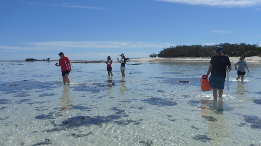 Peolpe walking around in clear water, white sand, coral, blue sky, island behind.