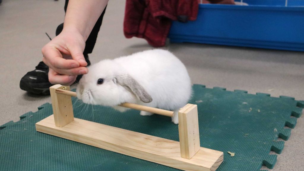 Rabbits start small at showjump training in Perth - ABC News