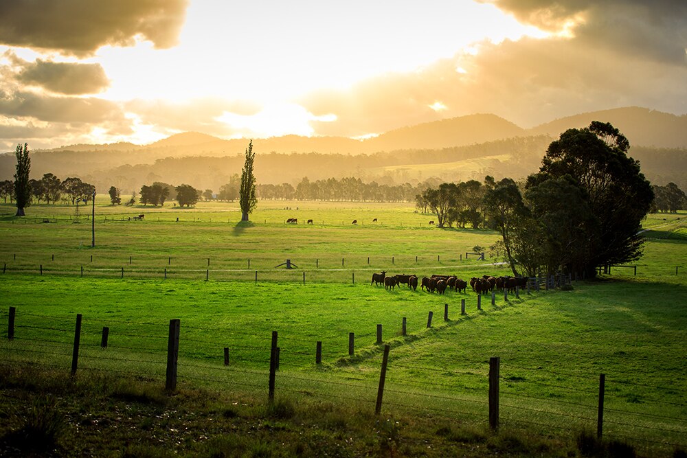 Victorian Country Hour - ABC Listen