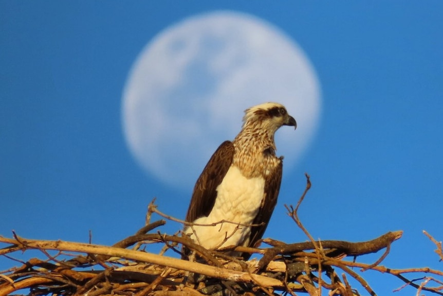 An osprey perched on a nest against a backdrop of vivid blue sky as the full moon rises.
