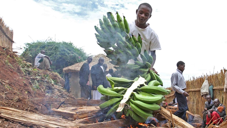 Ugandan man prepares bananas