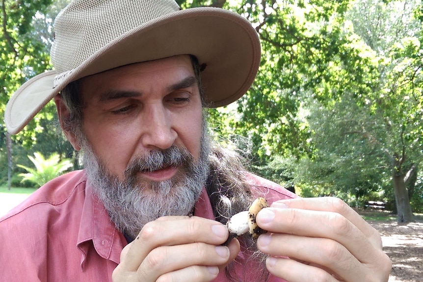 A bearded man with a floppy hat looks at a magic mushroom.