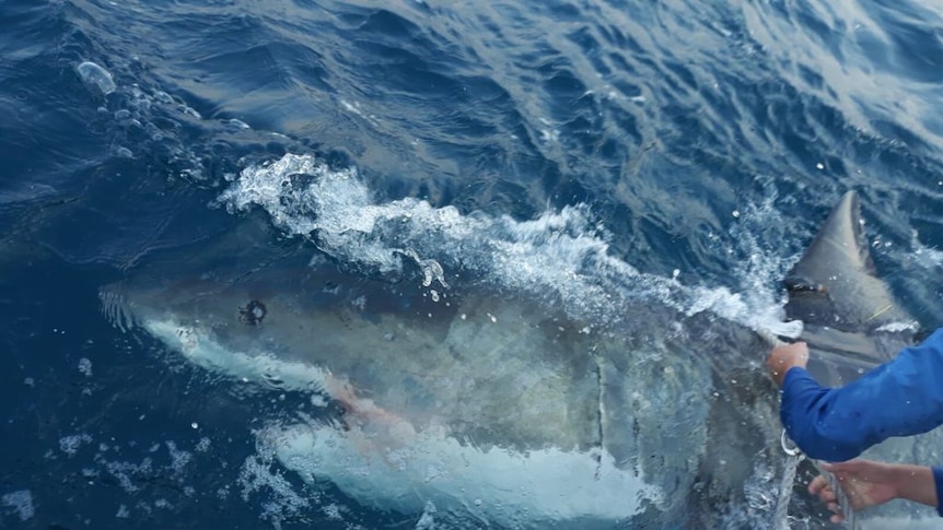 A grey and shite shark lying on its side just below the ocean surface, with a person's arms holding a rope to the right.