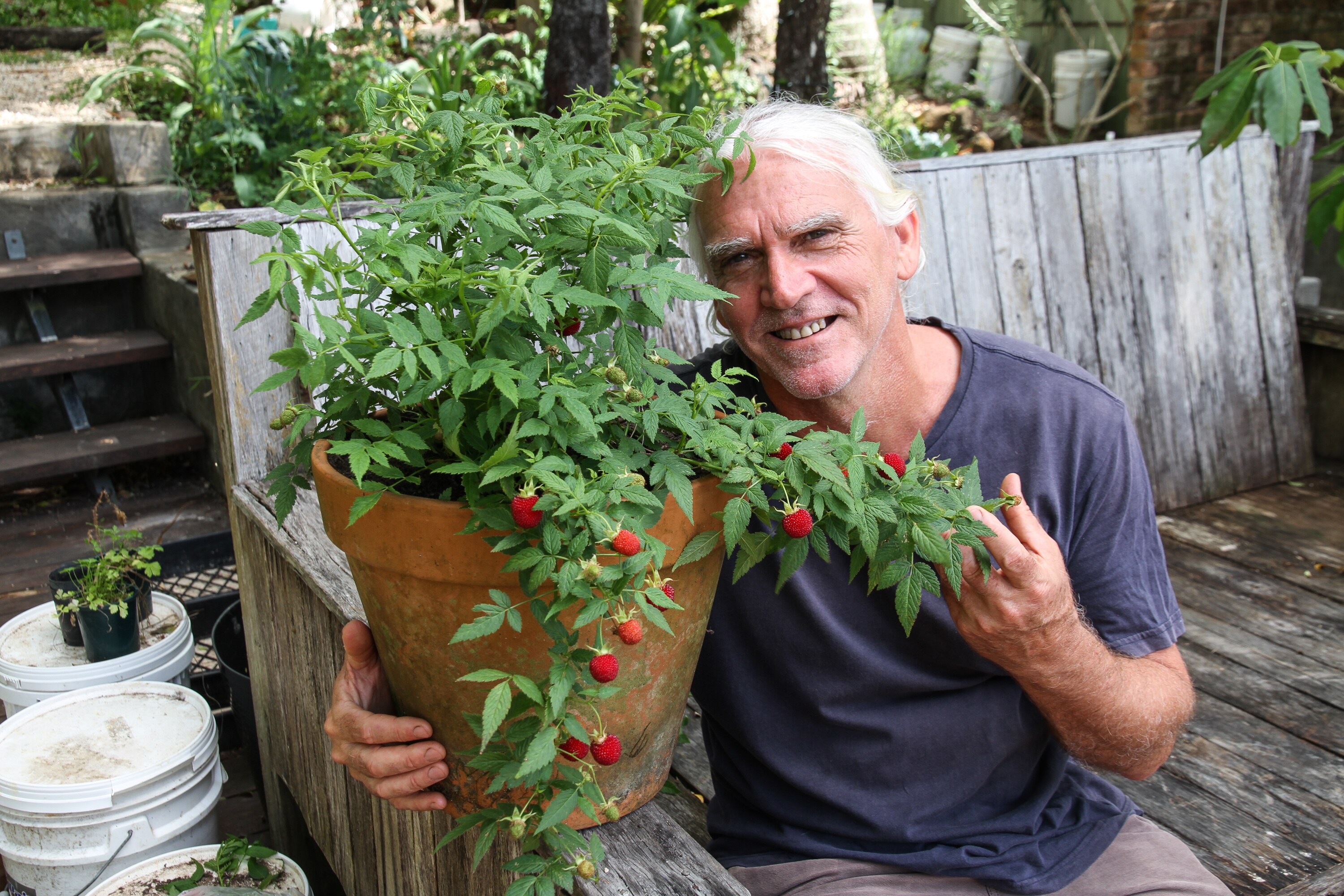 Thornless native raspberry discovery a gamechanger for native food