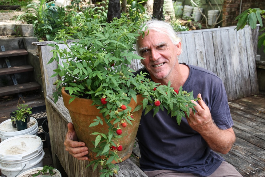 Peter Hardwick with his thornless native raspberry in a pot.