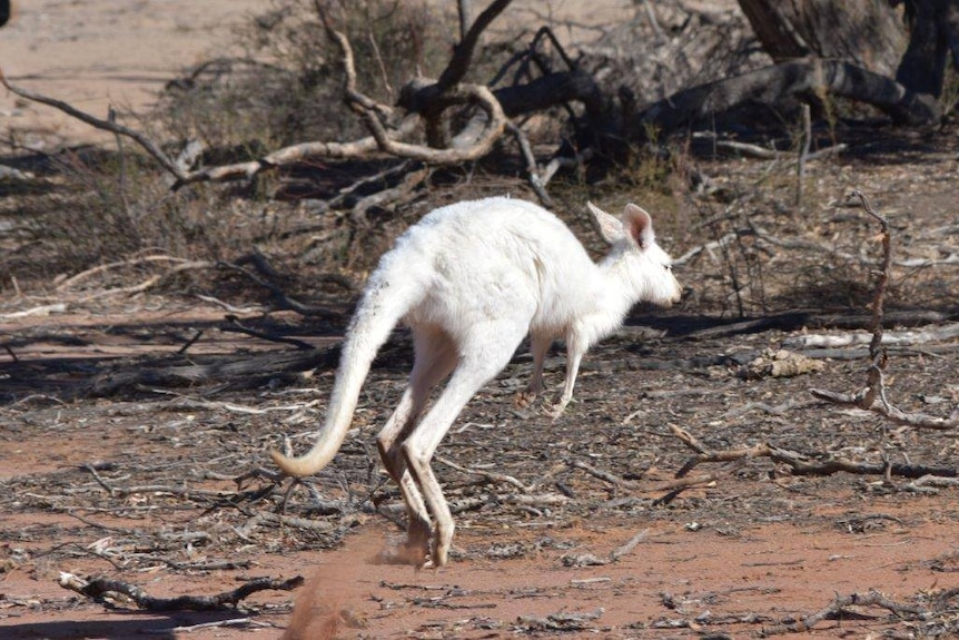 A white kangaroo hops away from the camera kicking up red dirt.