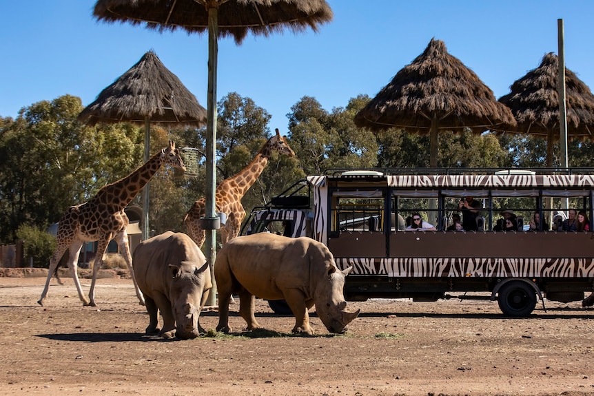 A zebra-striped bus in a zoo enclosure behind two giraffes and two rhinos.