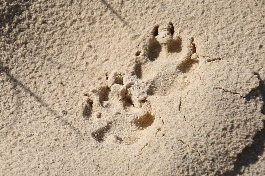 Two pawprints of a dingo in sand on the beach on Fraser Island off southern Queensland.