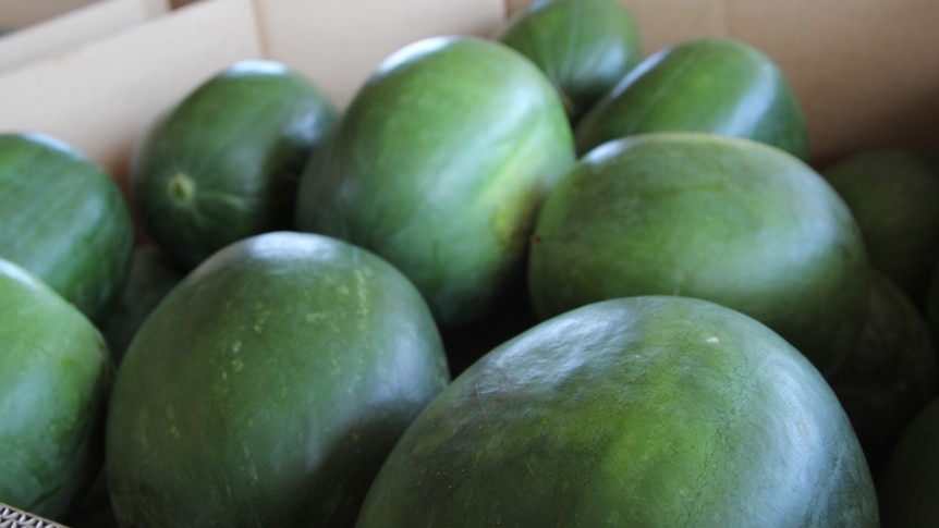 watermelons in a box