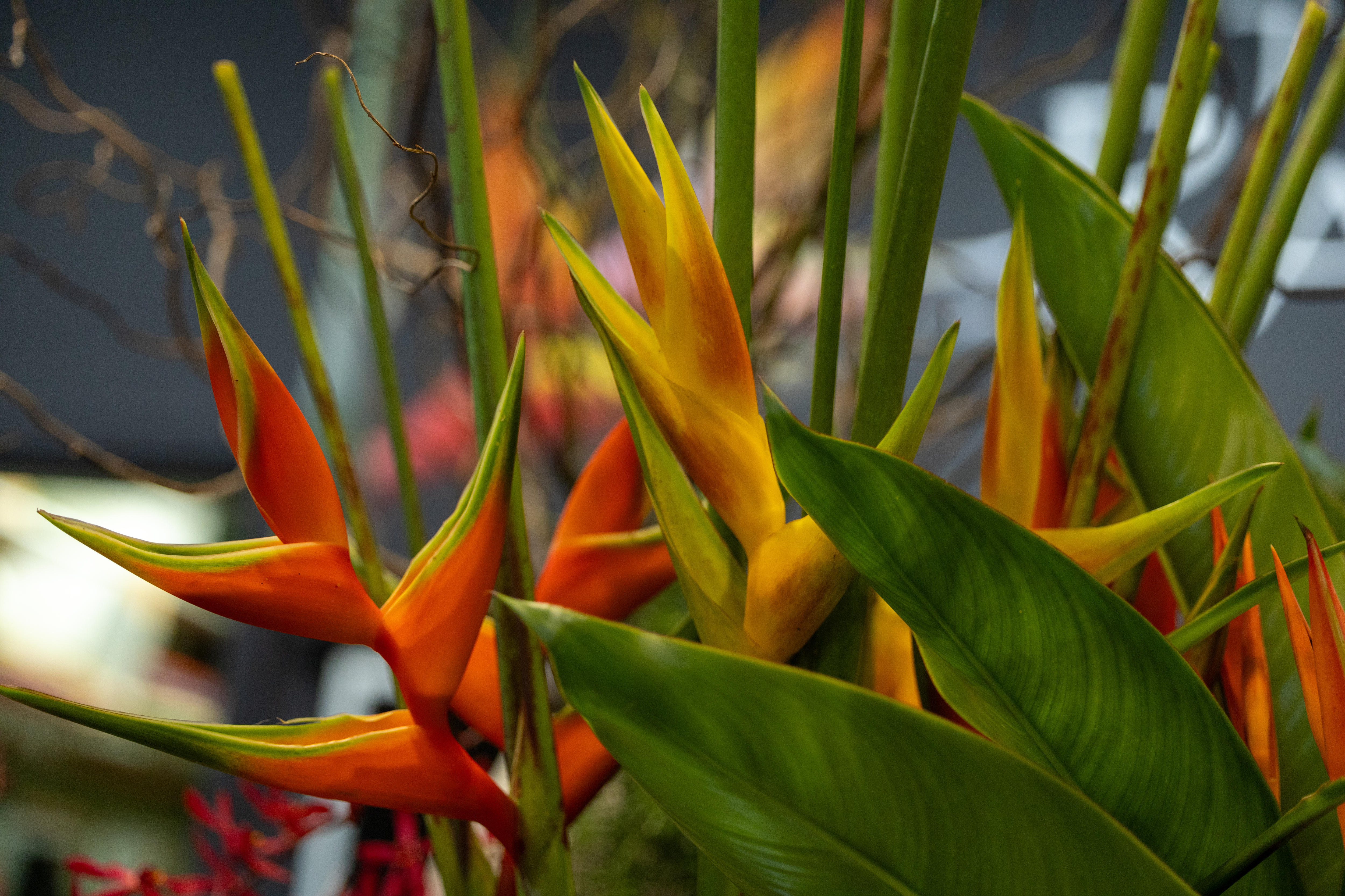 Orange tropical flowers 