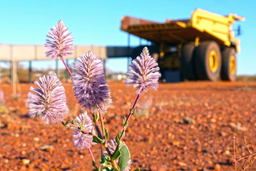 A close-up of a flowering plant with a large mining dump truck in the background.