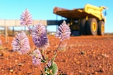 A close-up of a flowering plant with a large mining dump truck in the background.