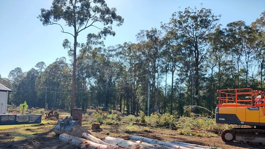 Trees cut down by developer at Woombah Woods Caravan Park.