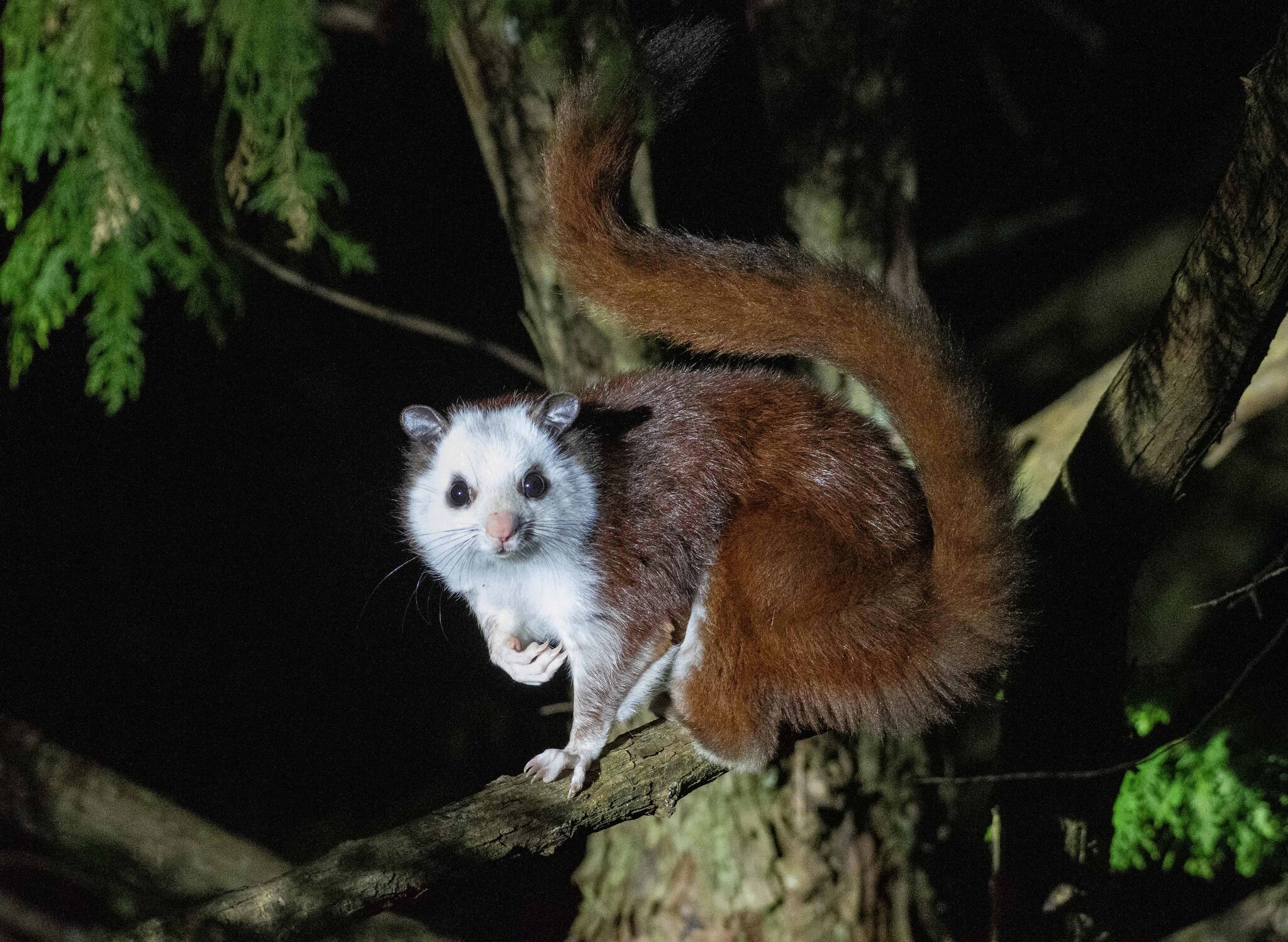 Una criatura parecida a una zarigüeya en una rama por la noche con una cara blanca y el pelaje de las patas delanteras que se vuelve rojo hasta una cola larga y tupida.