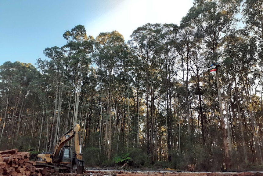 protestor in a tree-sit with logging machinery underneath