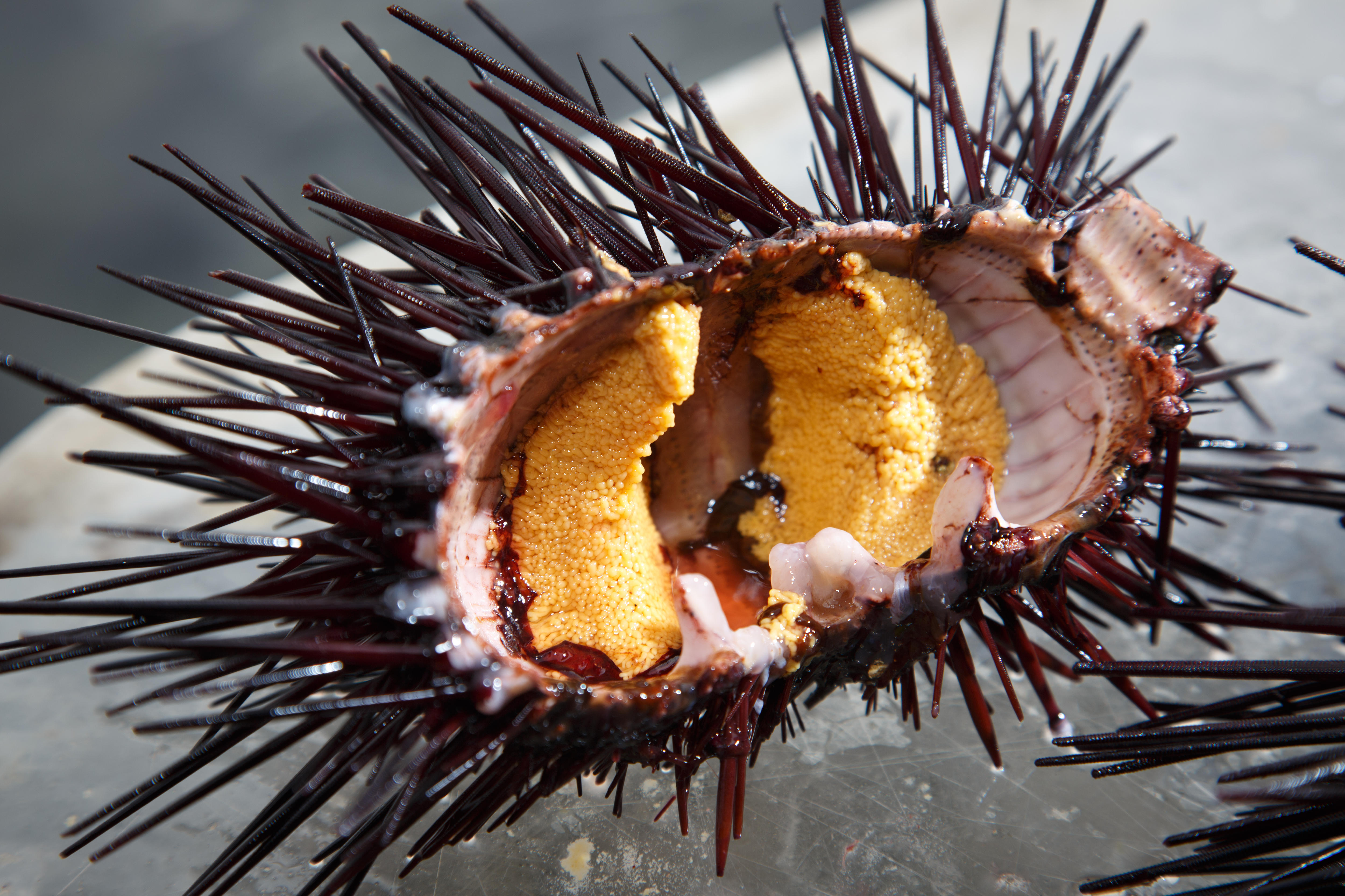 Sea Urchin Fertiliser Trials Are Underway In Tasmania And Are Already Showing Promising Results Abc News