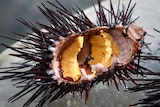 a spikey sea urchin