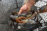 A man's hand holds a mud crab, freshly taken out of a crab pot