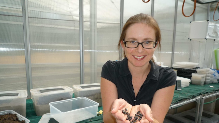 A smiling Dr Jean Drayton holds a handful of black dung beetles in her laboratory at University of New England