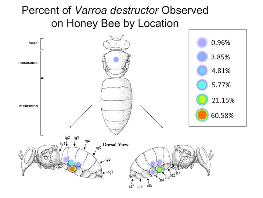 A chart showing where mites are located on bees