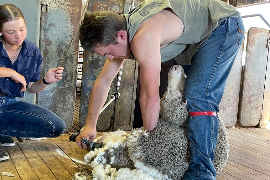 A teenage boy shears a sheep.